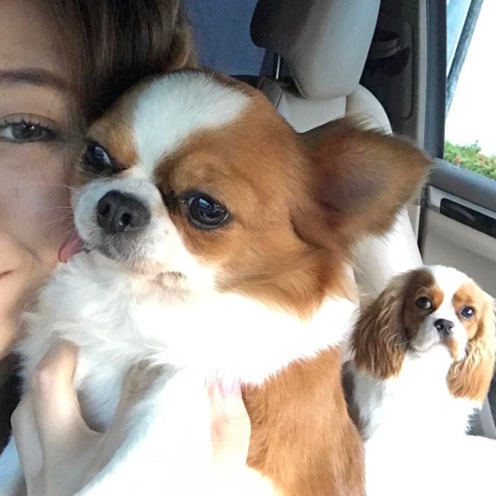 Meet your Posher, Sukar